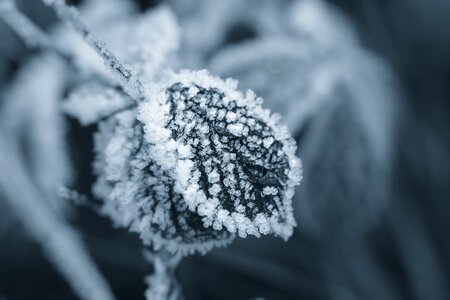 Crystals leaf frost photo