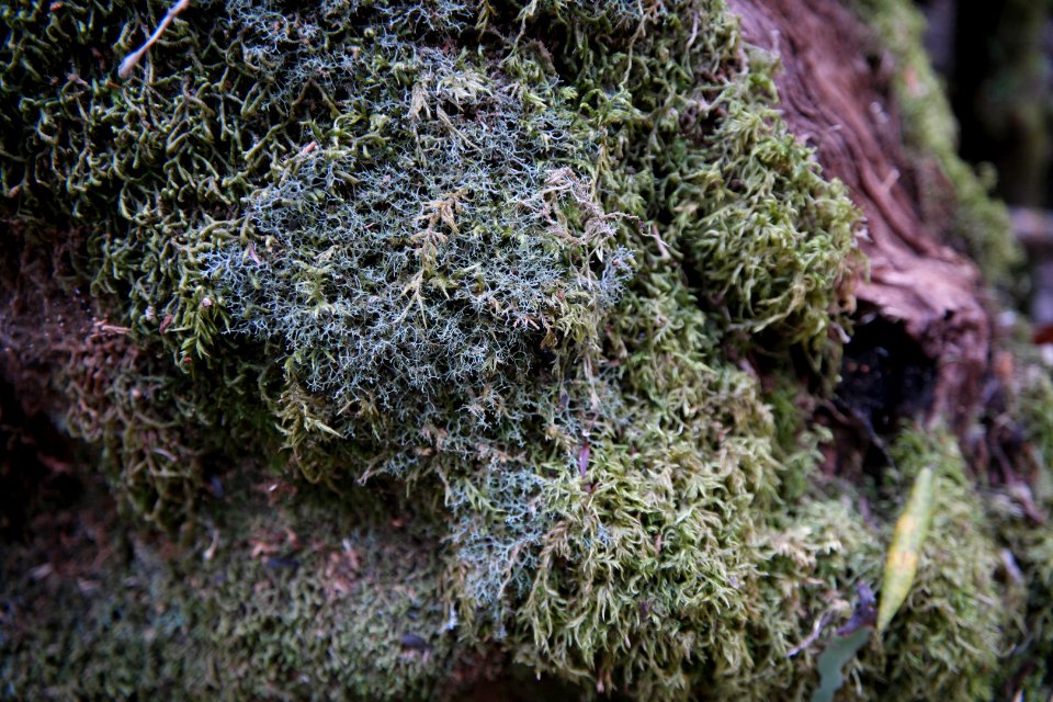Mount Field National Park, Tasmania 04