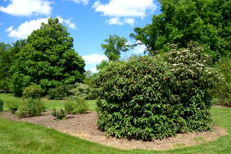 Mount Airy Arboretum - DSC03819