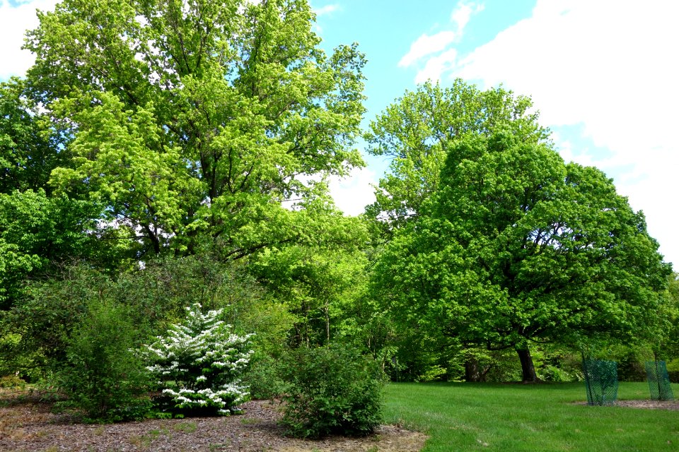 Mount Airy Arboretum - DSC03822