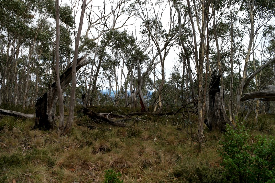 Mount Aggie, Brindabella Range, Namadgi National Park 04