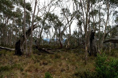 Mount Aggie, Brindabella Range, Namadgi National Park 04