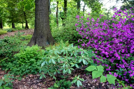 Mount Airy Arboretum - DSC03848