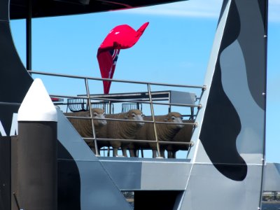 MR-1 sheep seats 20171120-072