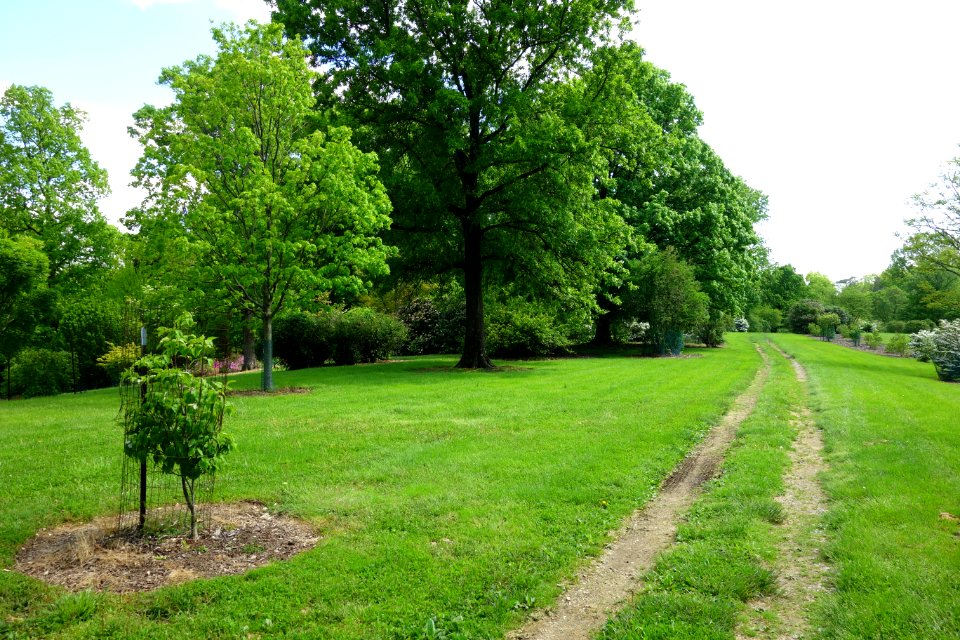 Mount Airy Arboretum - DSC03817
