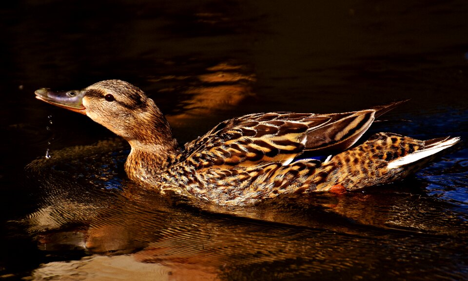 Duck bird animals bird
