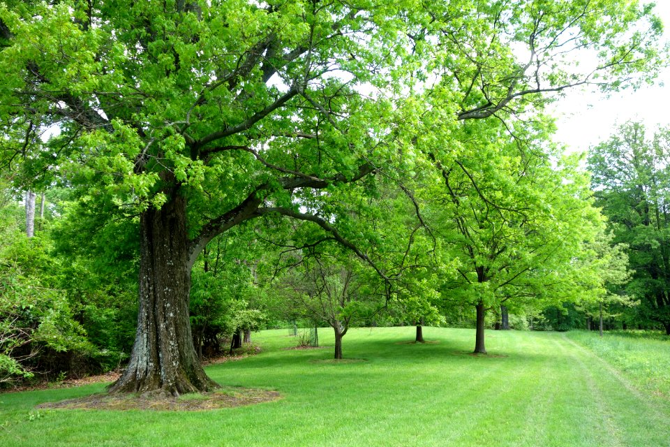 Mount Airy Arboretum - DSC03825