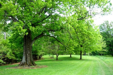 Mount Airy Arboretum - DSC03825