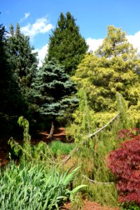 Mount Airy Arboretum - DSC03786