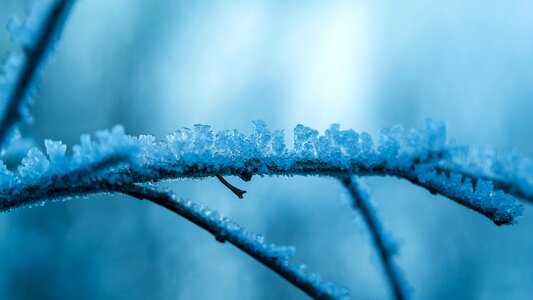 Winter branch frozen