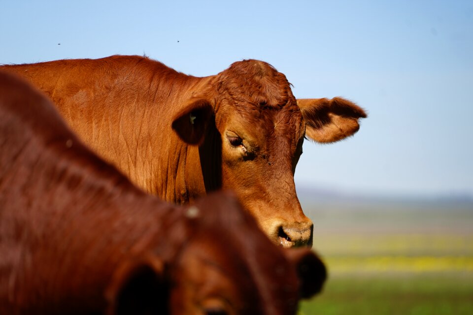 Animal rural country