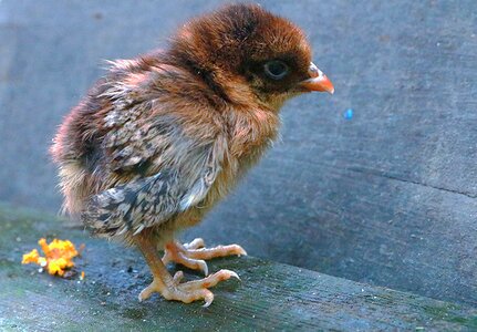 Animal vietnam cute