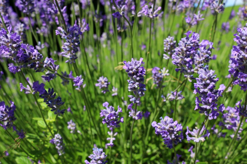 Nature summer flower