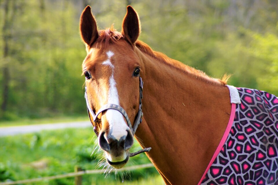 Brown horse head animals
