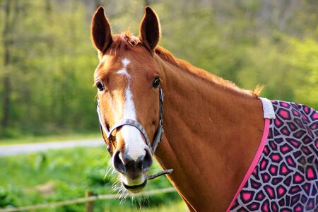 Brown horse head animals