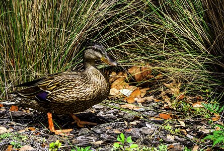 Wild nature animal