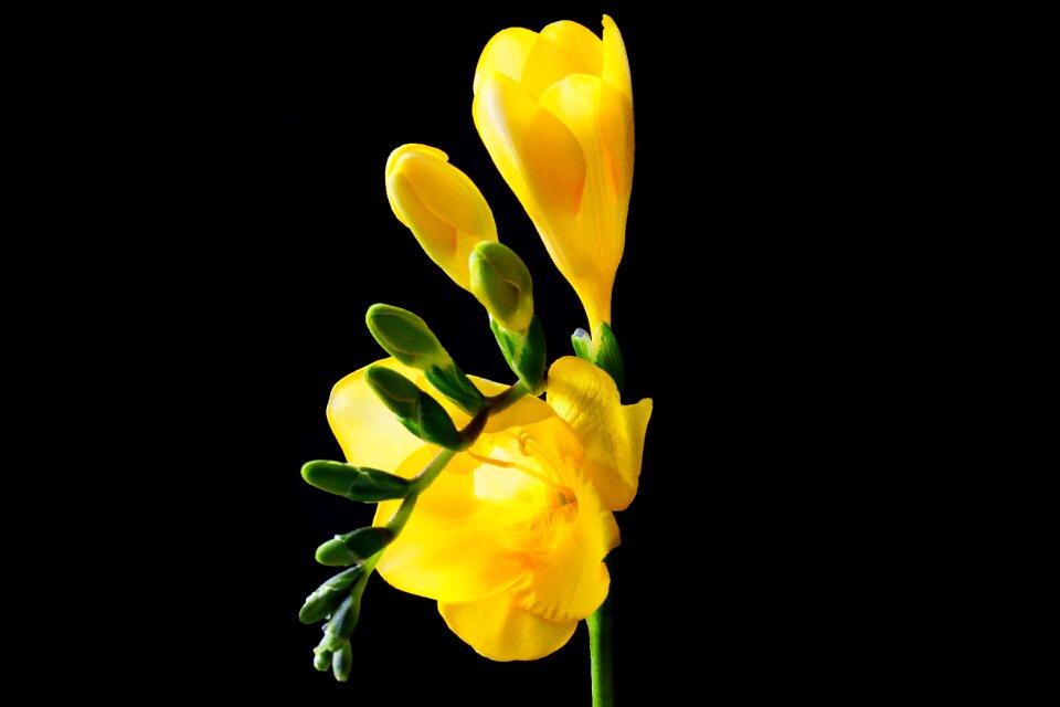 Bloom spring close up