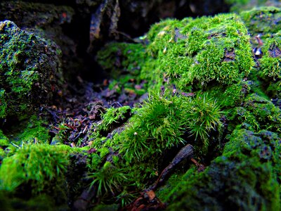 Forest green stone