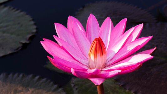 Pink flowers water lily pond photo