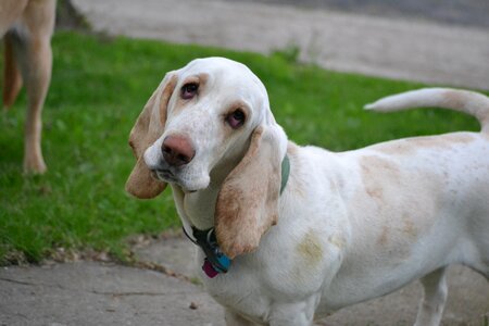 Basset animal pet photo