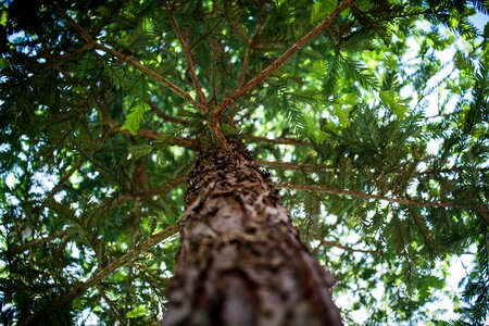 Leafs pine tree bransches photo