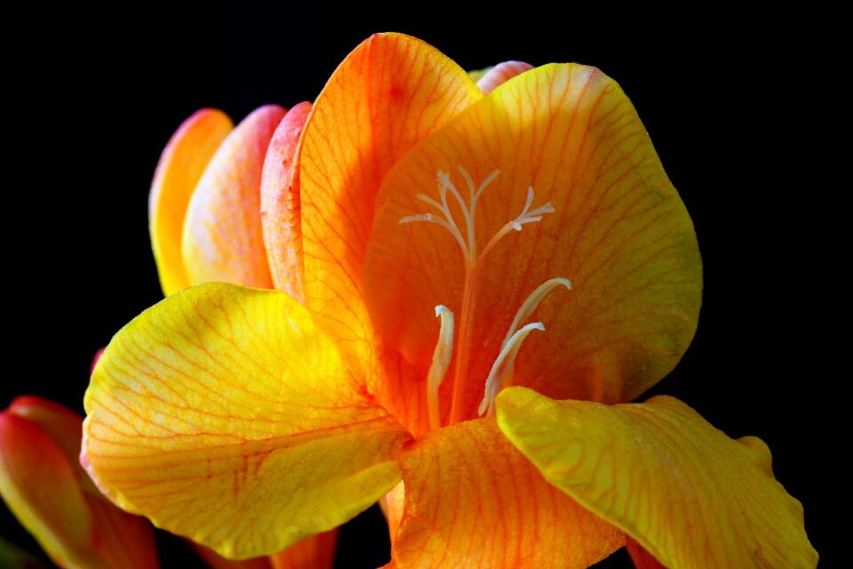 Bloom spring close up