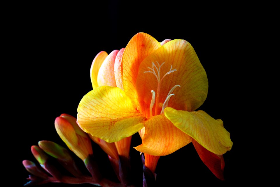 Bloom spring close up