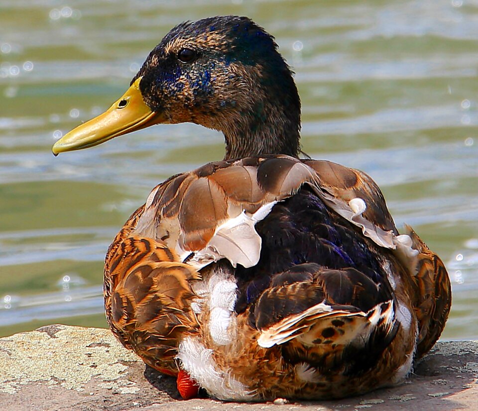 Feather pond poultry