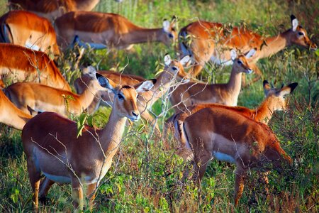 Wildlife animals herd