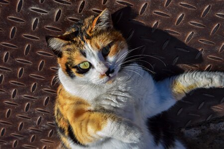 Pet cute domestic