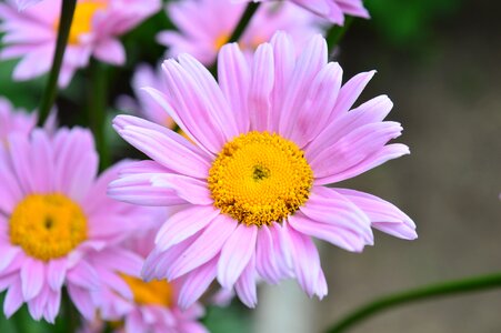 Daisy flower daisies photo