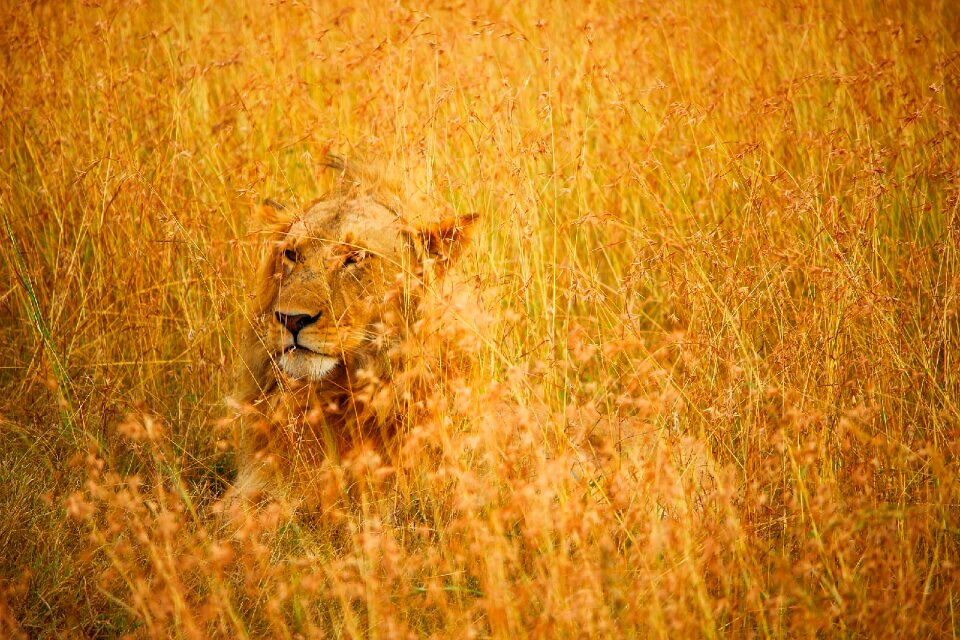Animal predator camouflaged