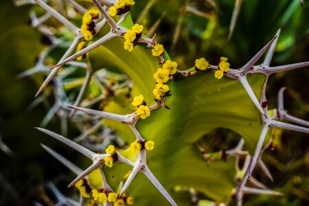 Yellow nature plant