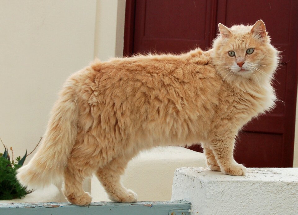 Animal whisker furry