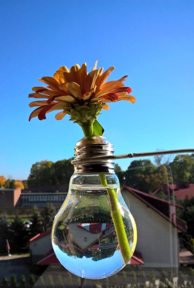 Vase window the light bulb photo