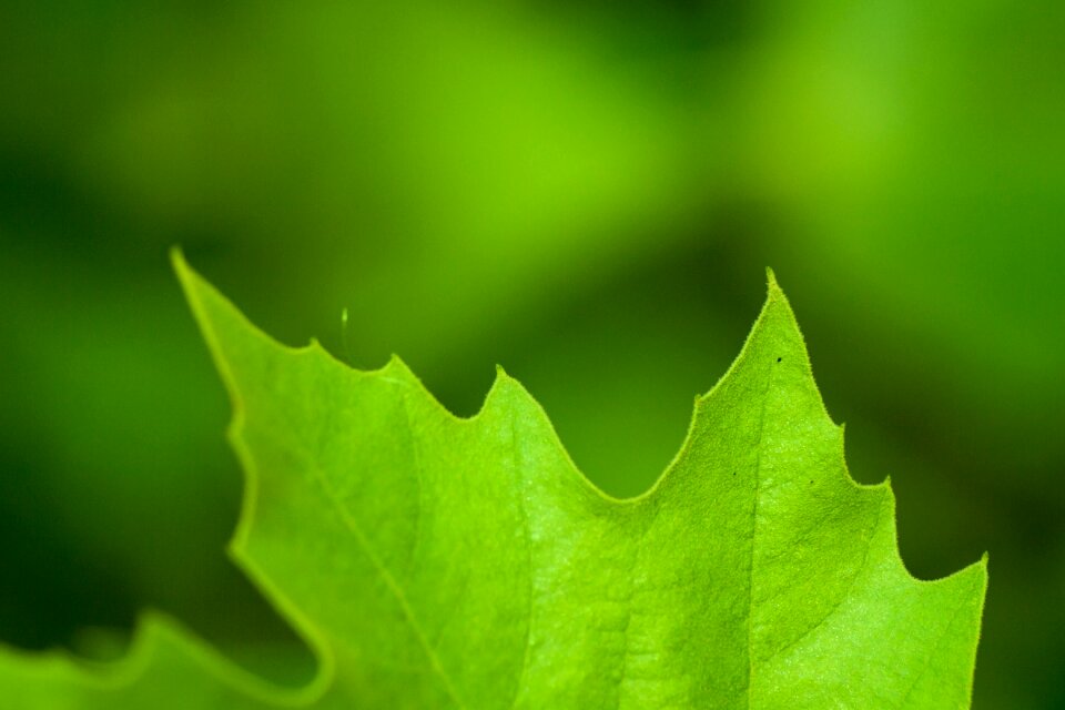 Detail spider veins abstract
