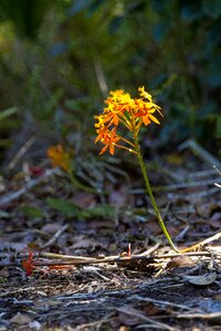 Bloom plant wild