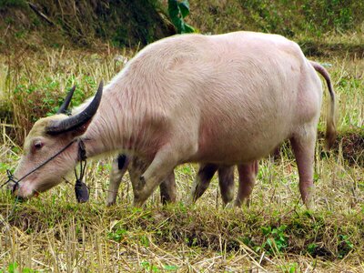 White variety domestic animal