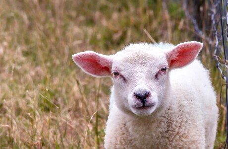 Wool sheep's wool soft photo