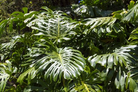 Tropical foliage floral