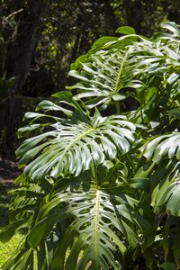 Split leaf philodendron