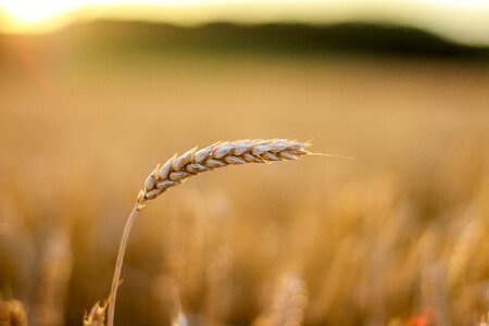 Cereal grain agriculture field