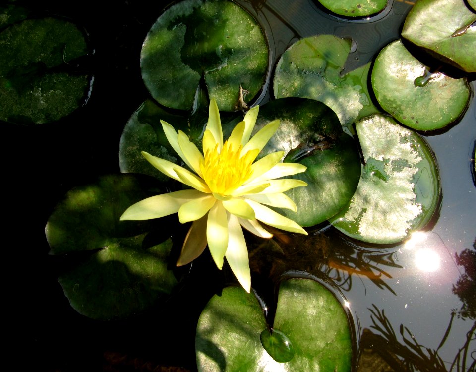 Nénuphar de Thailande 1