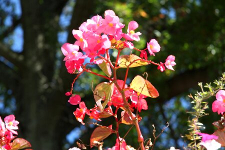 Pink garden colorful