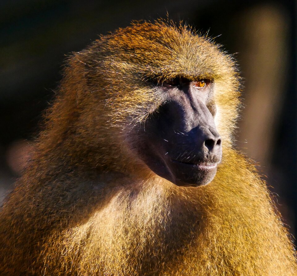 Animal portrait face curiosity