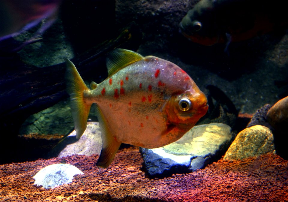 Myloplus rubripinnis Scheveningen Sea Life 15022016 2
