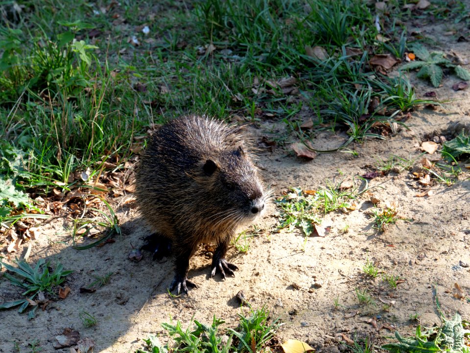 Myocastor coypus at Nidda 2019-09-14