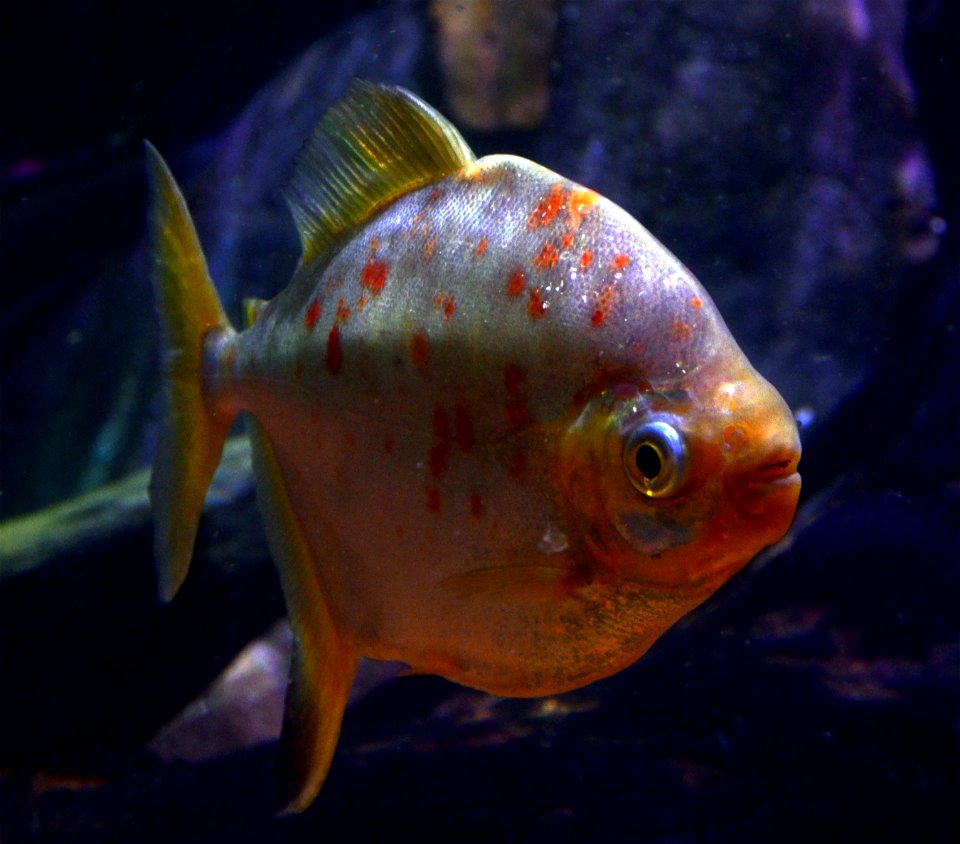 Myloplus rubripinnis Scheveningen Sea Life 15022016 1