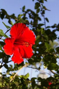 Flower red hibiscus