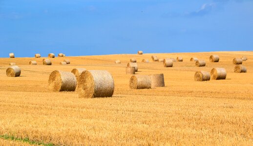 Straw harvest round bales photo